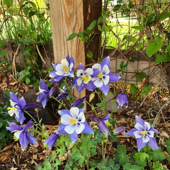 Meet your Posher, Lynn - Picture 5 of 6